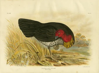 Dindon brosse, 1891